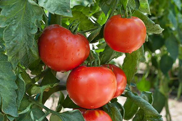 Vibrant heirloom tomatoes fresh from the vine